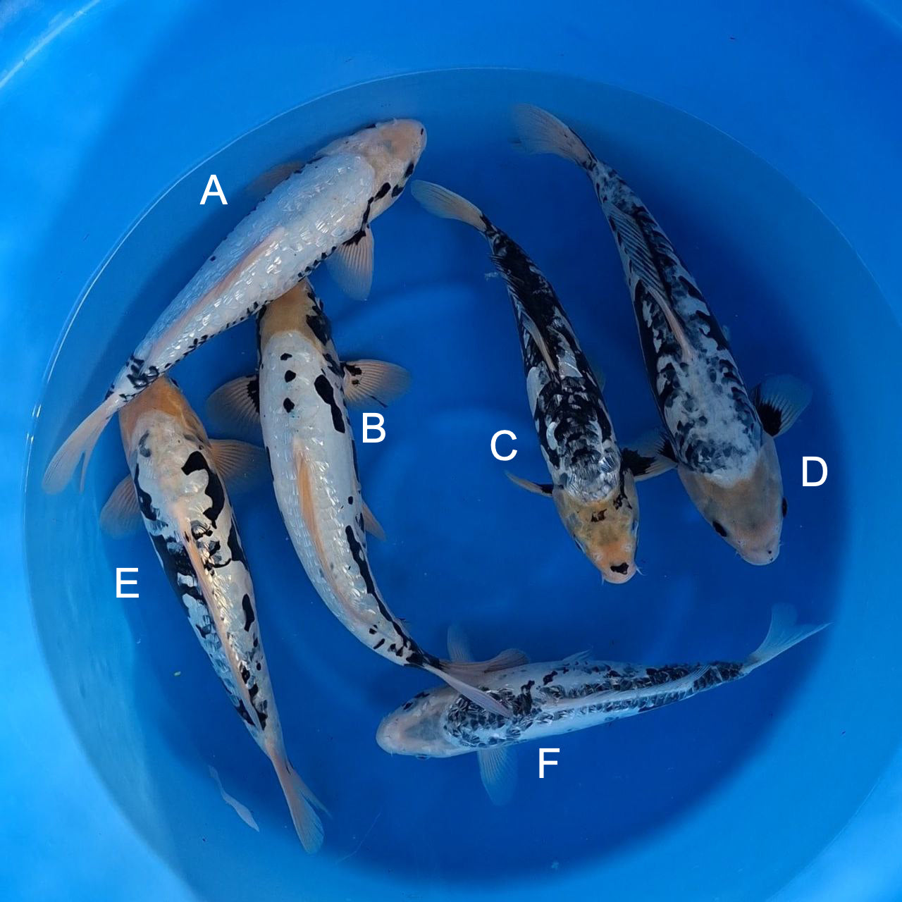 Koi fish for sale — 40-45 cm Takatatsu Ginrin Masukawabake at ChampKoi
