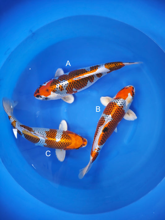 Koi fish for sale β 40-45 cm Kaneko Kujaku at ChampKoi