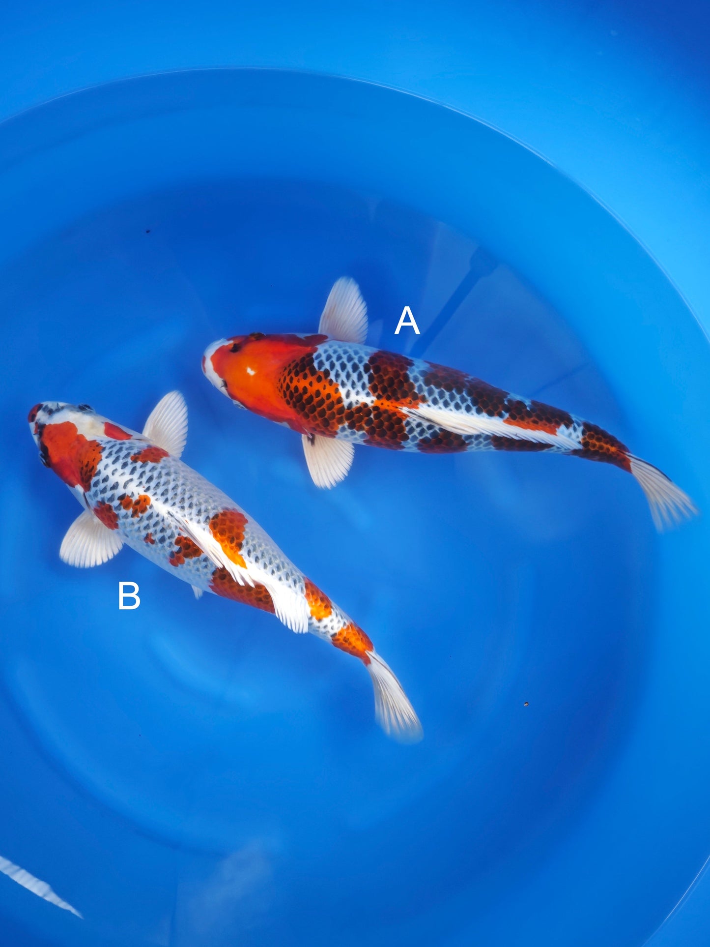 Koi fish for sale — 38-42 cm Kaneko Kujaku at ChampKoi