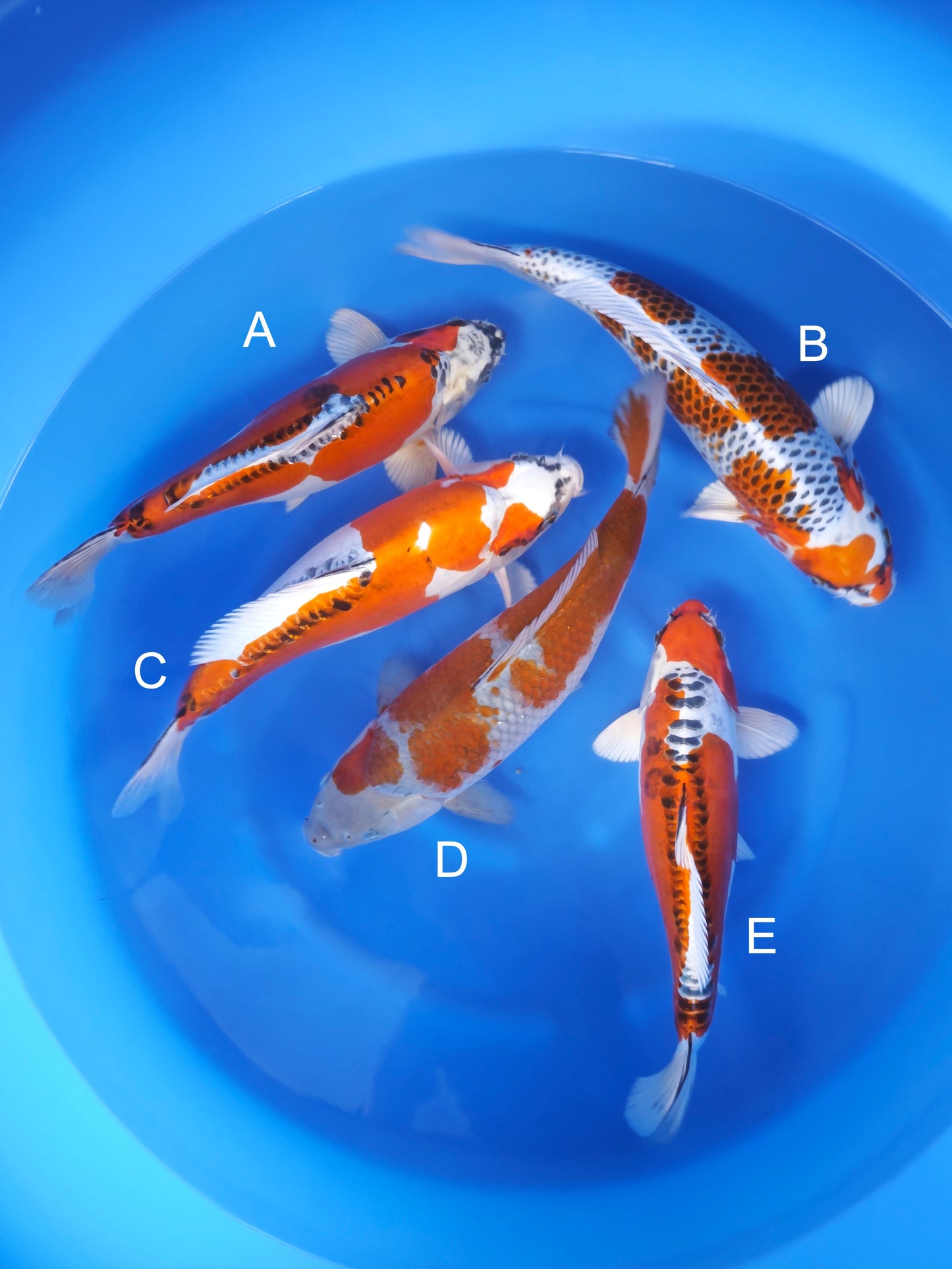 Koi fish for sale — 38-42 cm Kaneko Doitsu Kujaku at ChampKoi