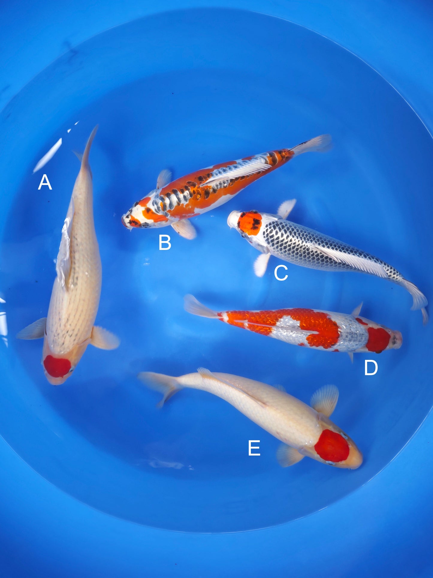 Koi fish for sale — 38-45 cm Kaneko Tancho Goshiki at ChampKoi