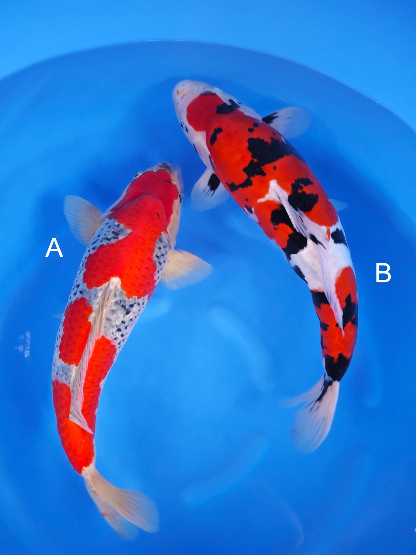 Koi fish for sale — undefined-undefined cm Yagenji Goshiki at ChampKoi