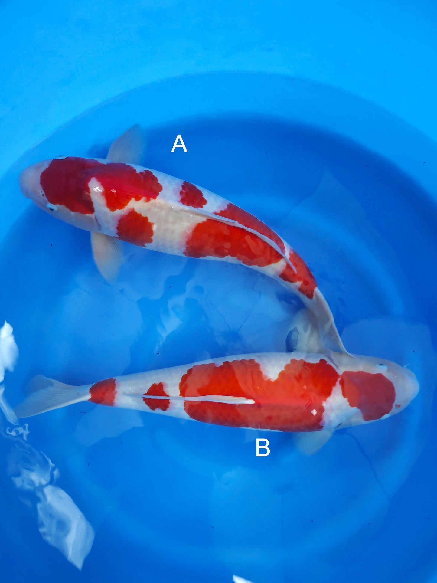 Koi fish for sale — undefined-undefined cm Marudo Kohaku at ChampKoi