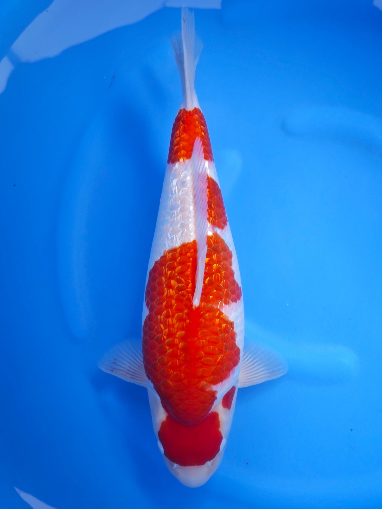 Koi fish for sale — 50 cm Torazo Ginrin Kohaku at ChampKoi