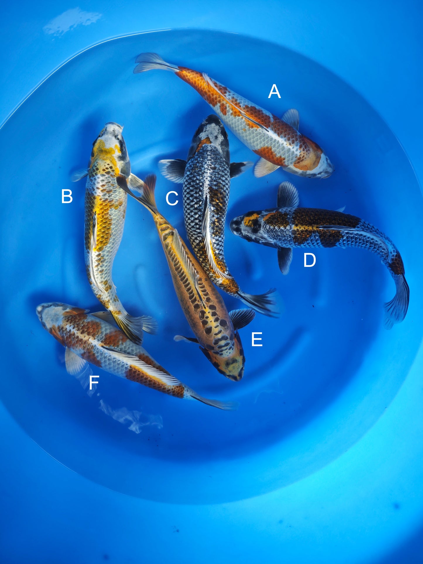 Koi fish for sale — 35-40 cm Ozumi Ikarashi Kirin at ChampKoi
