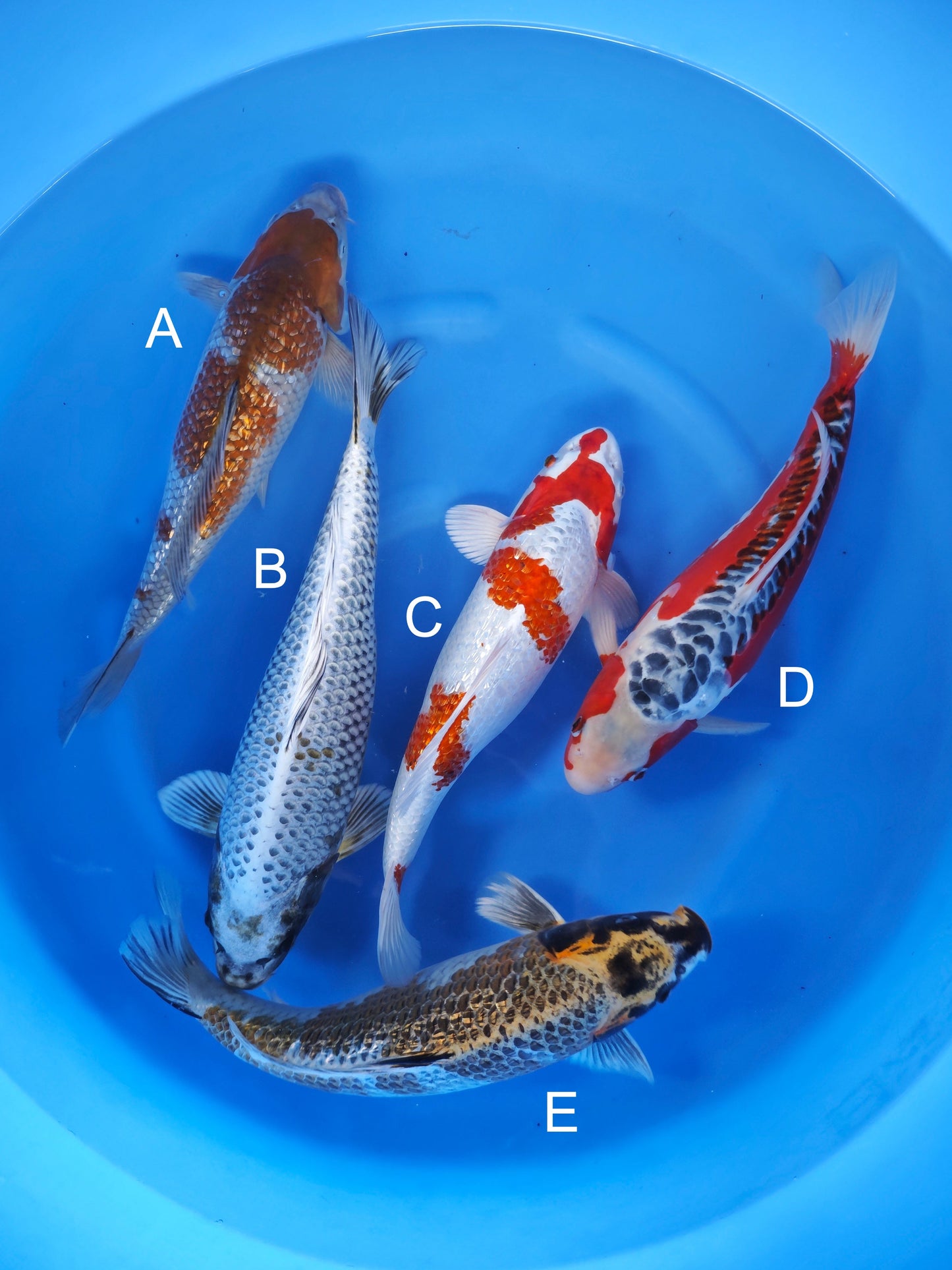 Koi fish for sale — 35-40 cm Ozumi Ikarashi Ginrin Ochiba at ChampKoi