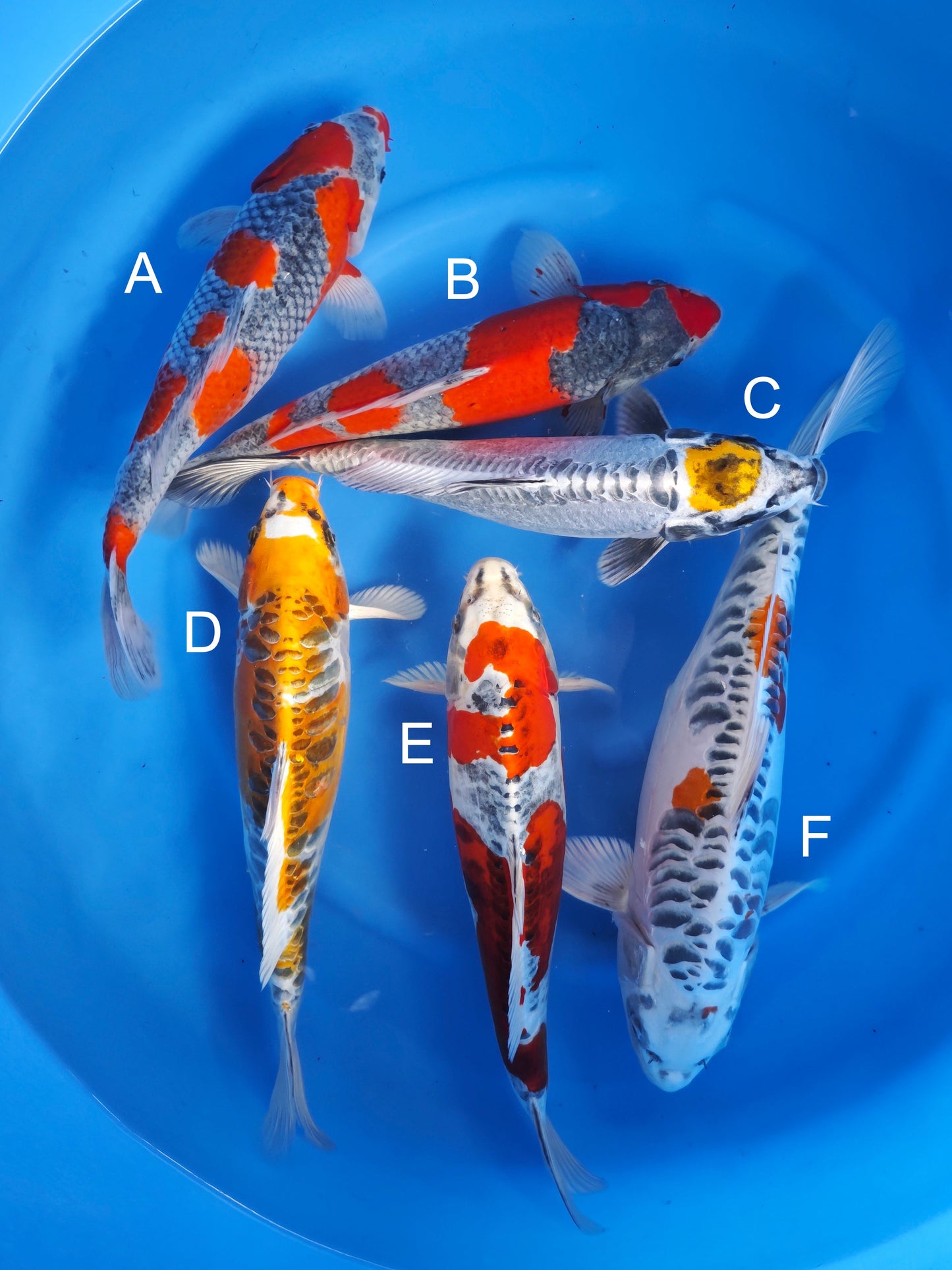 Koi fish for sale — 35-40 cm Ozumi Ikarashi Goshiki at ChampKoi