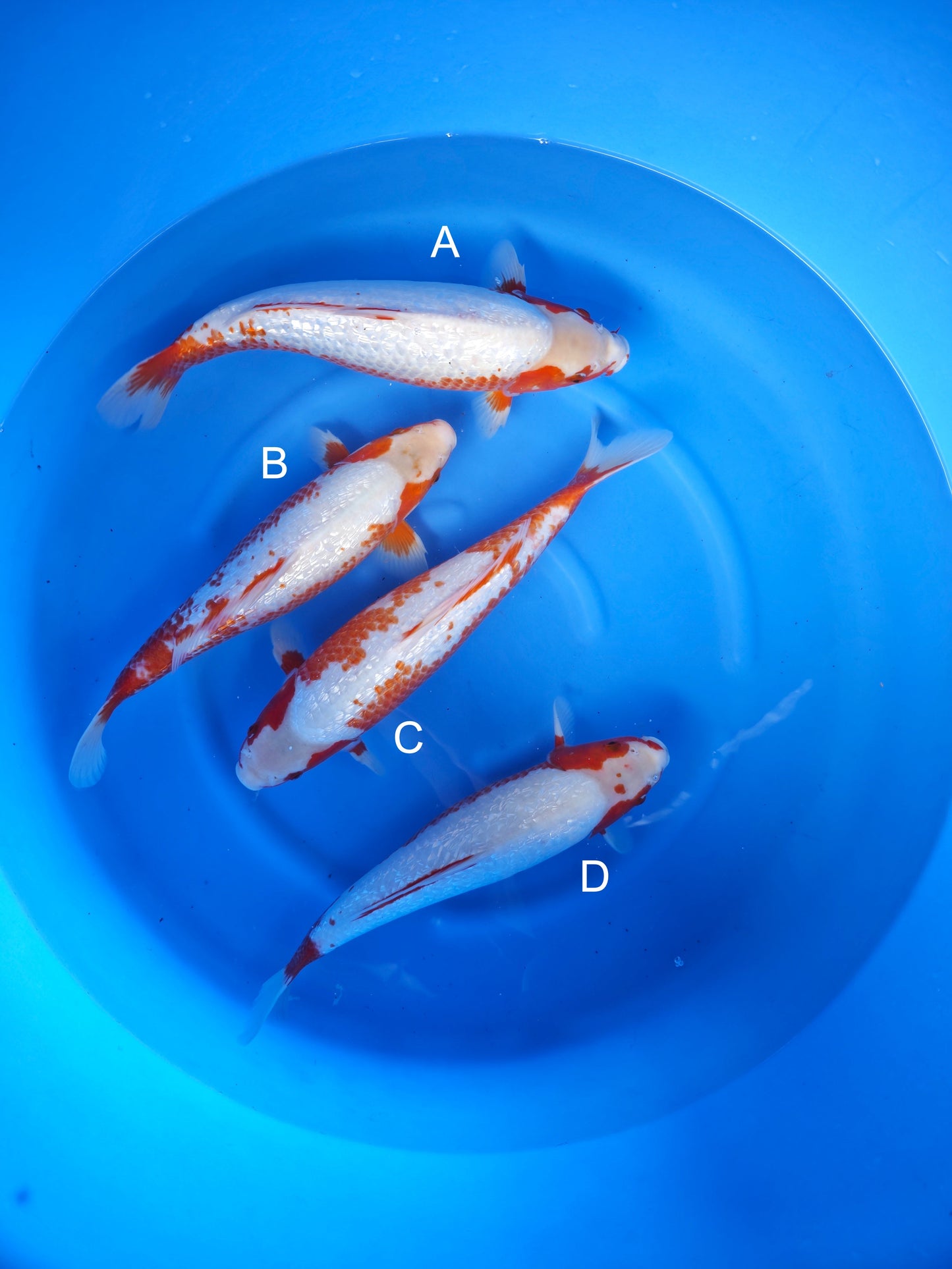 Koi fish for sale — 38-43 cm Ozumi Ikarashi Ginrin Asagi at ChampKoi