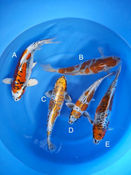 Koi fish for sale — 38-45 cm Ozumi Ikarashi Dragon Scale at ChampKoi