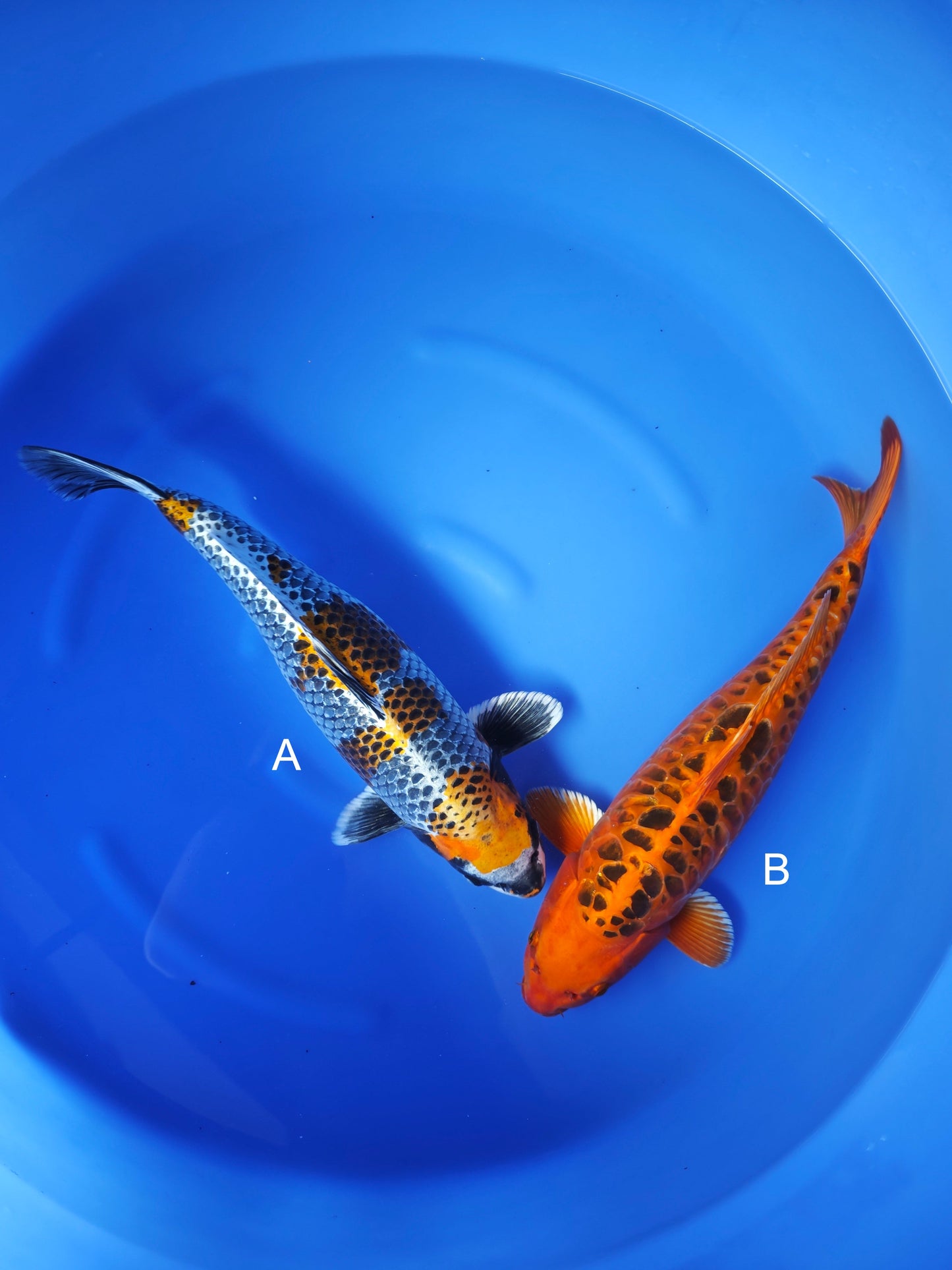 Koi fish for sale — undefined-undefined cm Ozumi Ikarashi Sumi Kujaku at ChampKoi