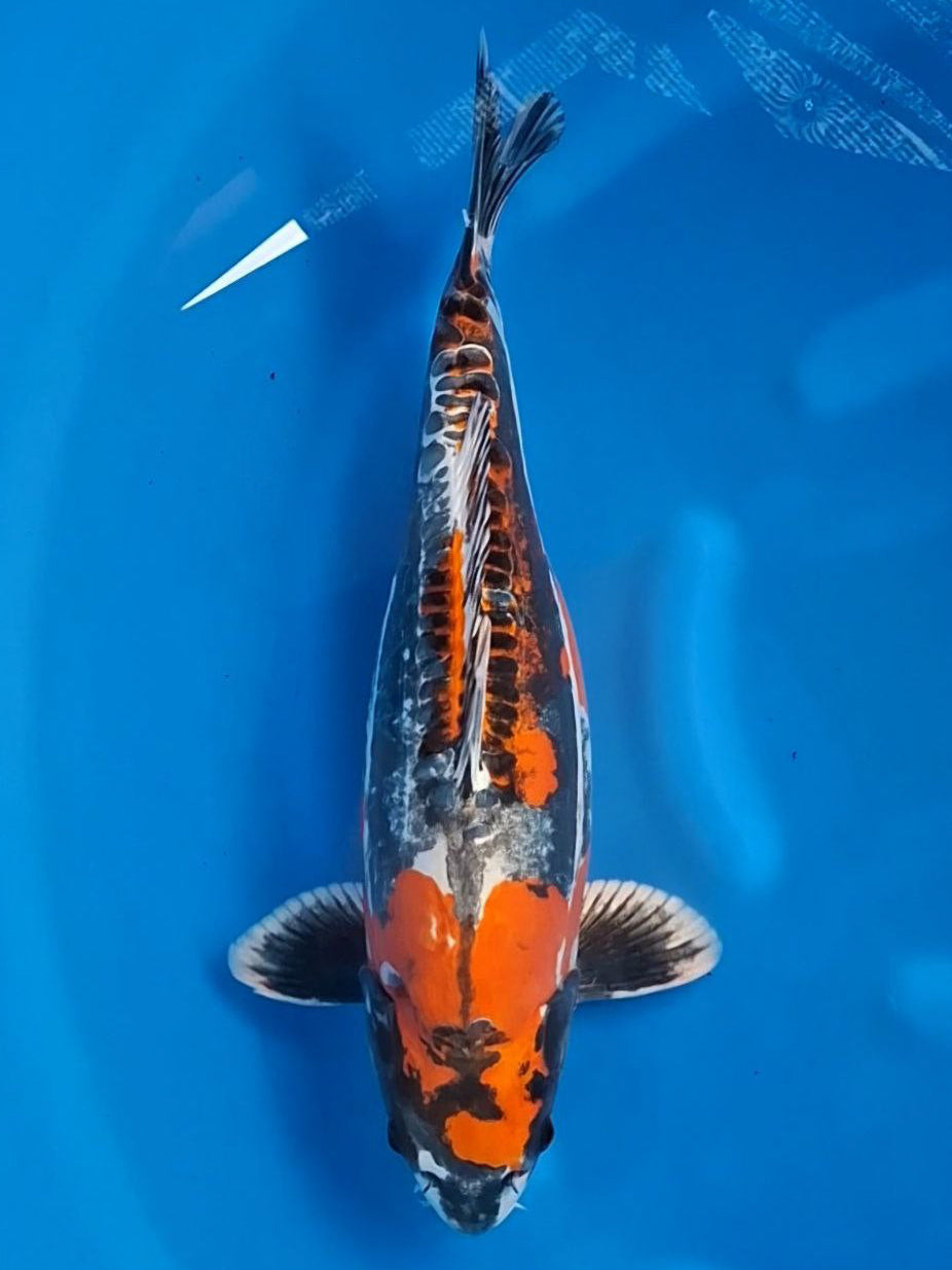 Koi fish for sale — 47 cm Ozumi Ikarashi Beni Kikokuryu at ChampKoi
