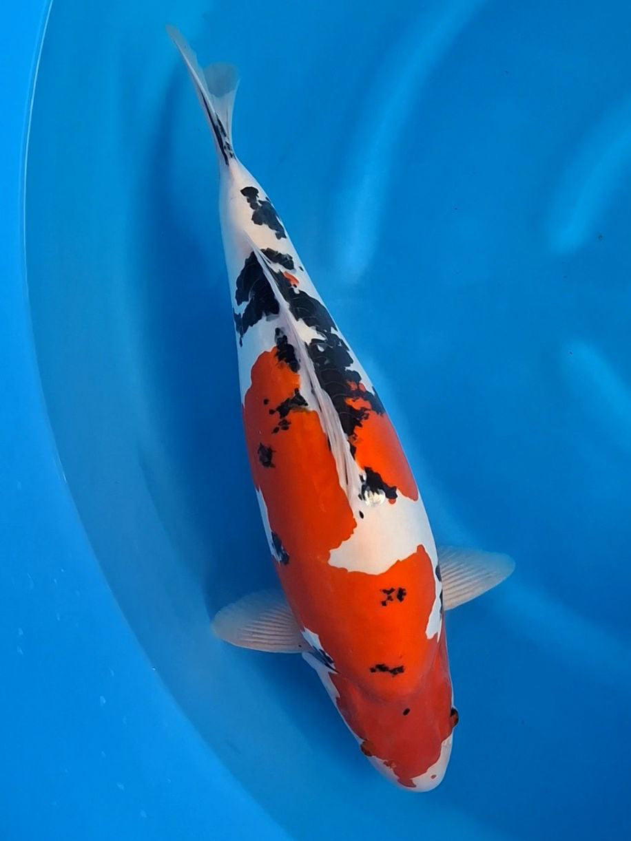 Koi fish for sale — 50 cm Ozumi Ikarashi Doitsu Sanke at ChampKoi