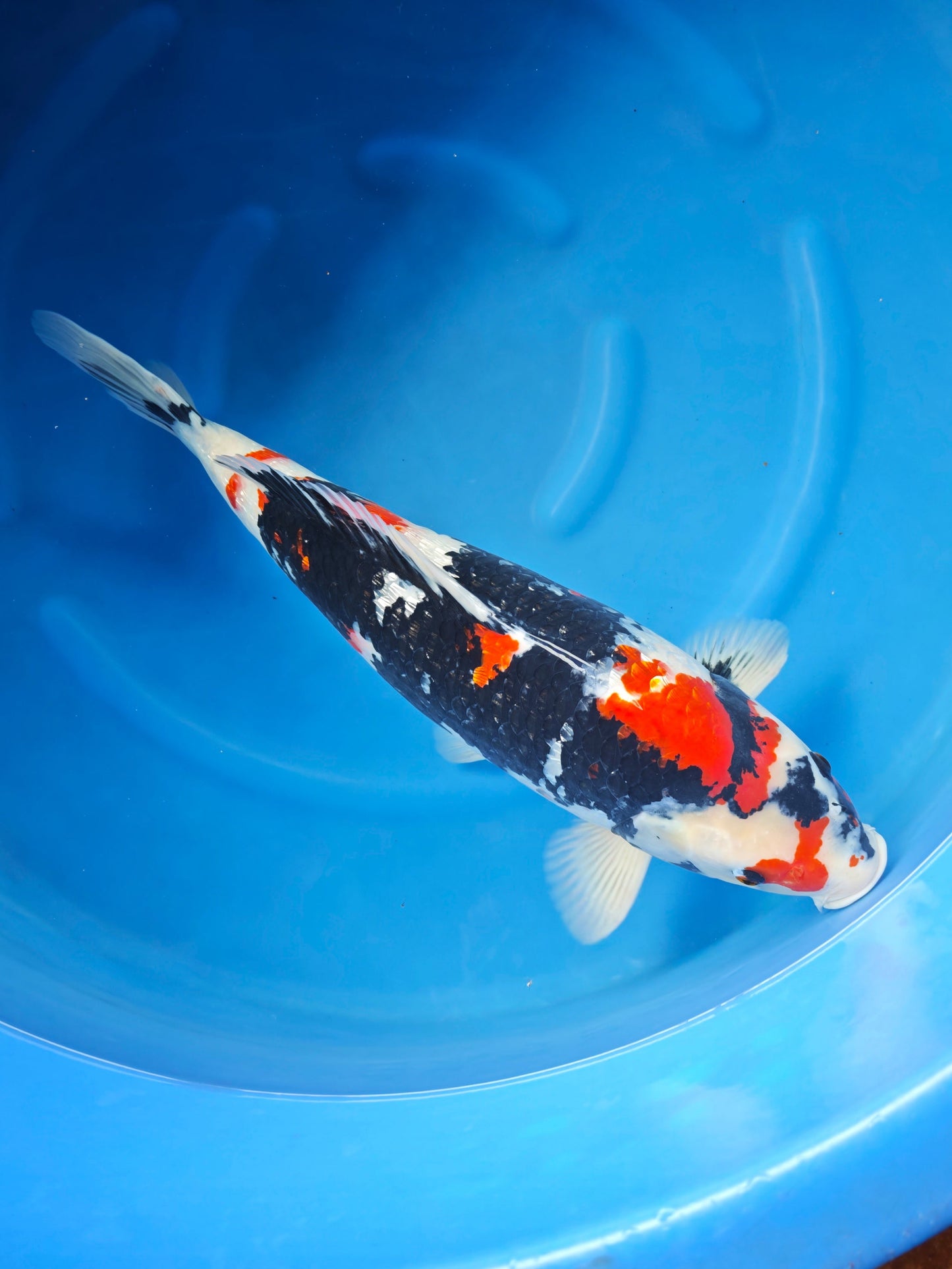 Koi fish for sale — 60 cm Marusei Ginrin Showa at ChampKoi