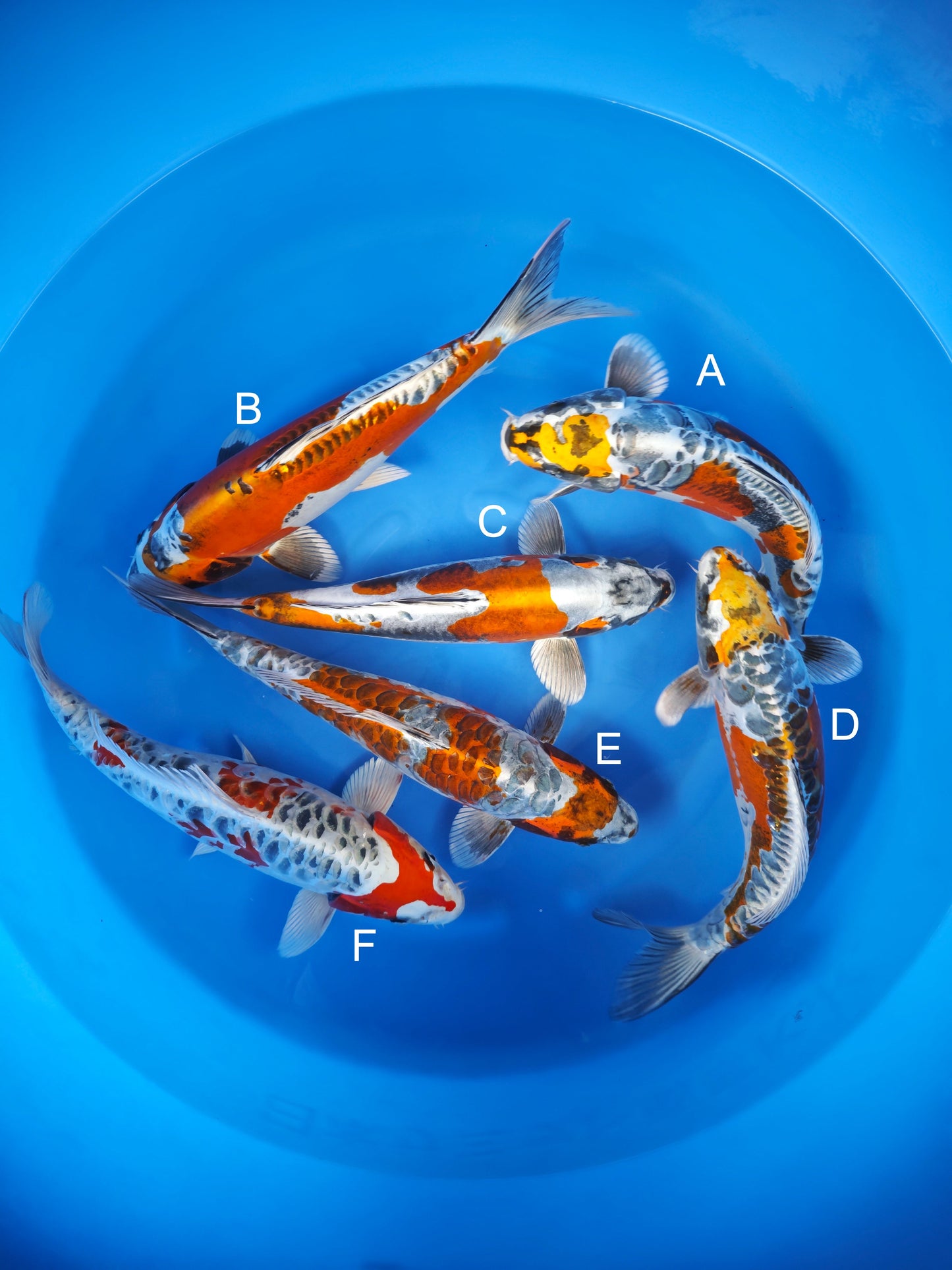 Koi fish for sale — 40-43 cm Otsuka Beni Kikokuryu at ChampKoi
