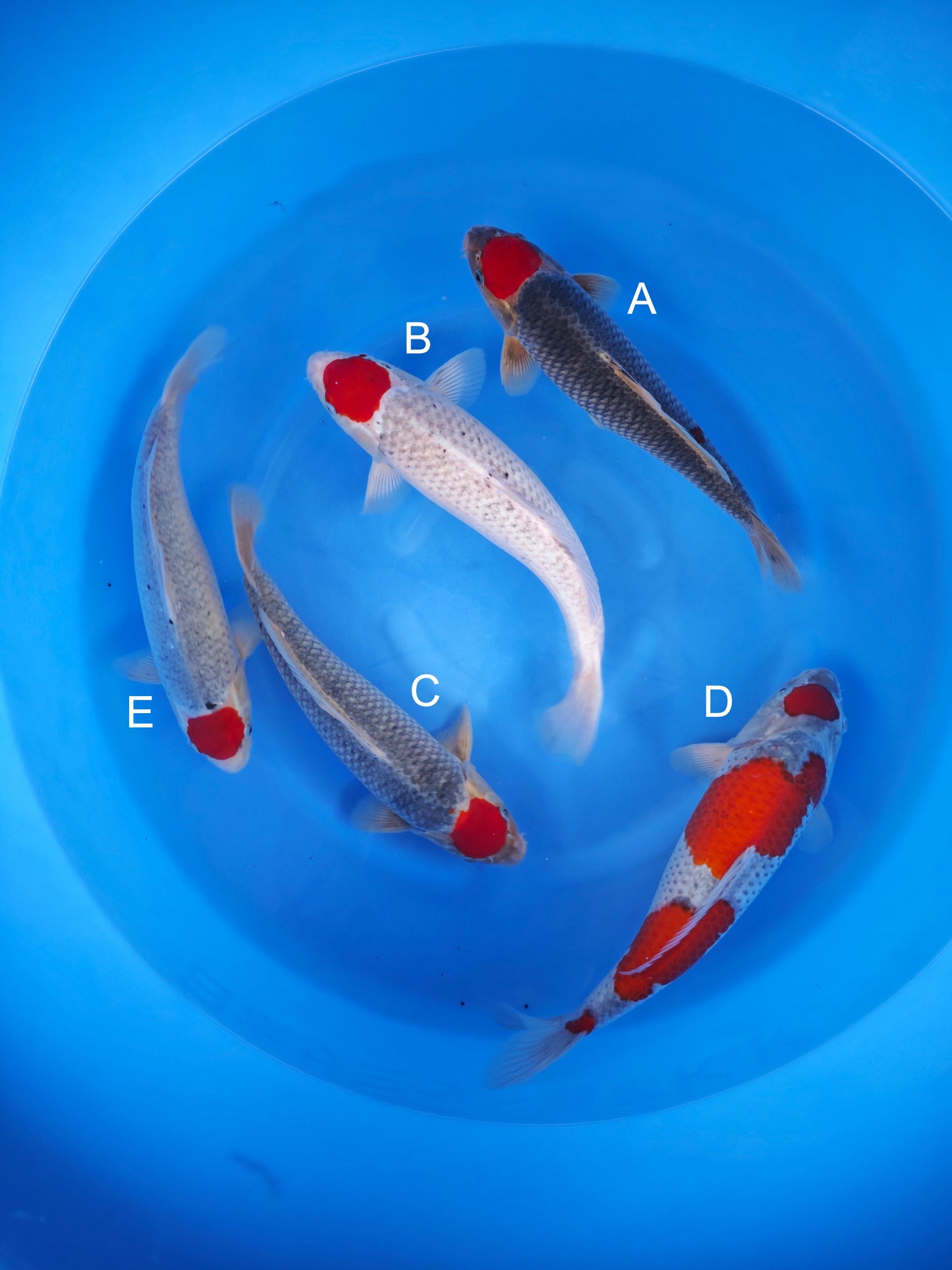 Koi fish for sale — 40-43 cm Otsuka Tancho Goshiki at ChampKoi