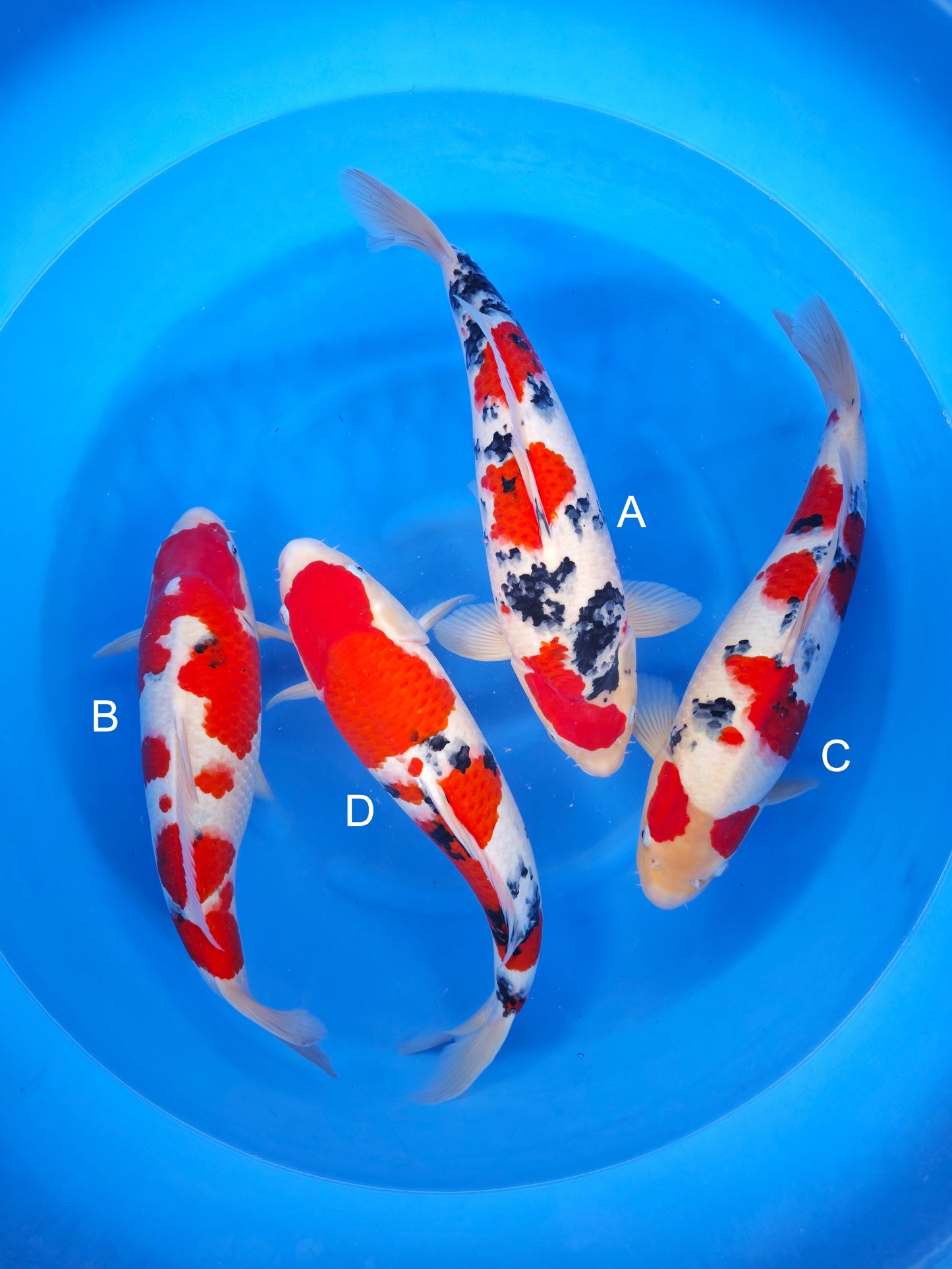 Koi fish for sale — undefined-undefined cm Nagoshi Sanke at ChampKoi