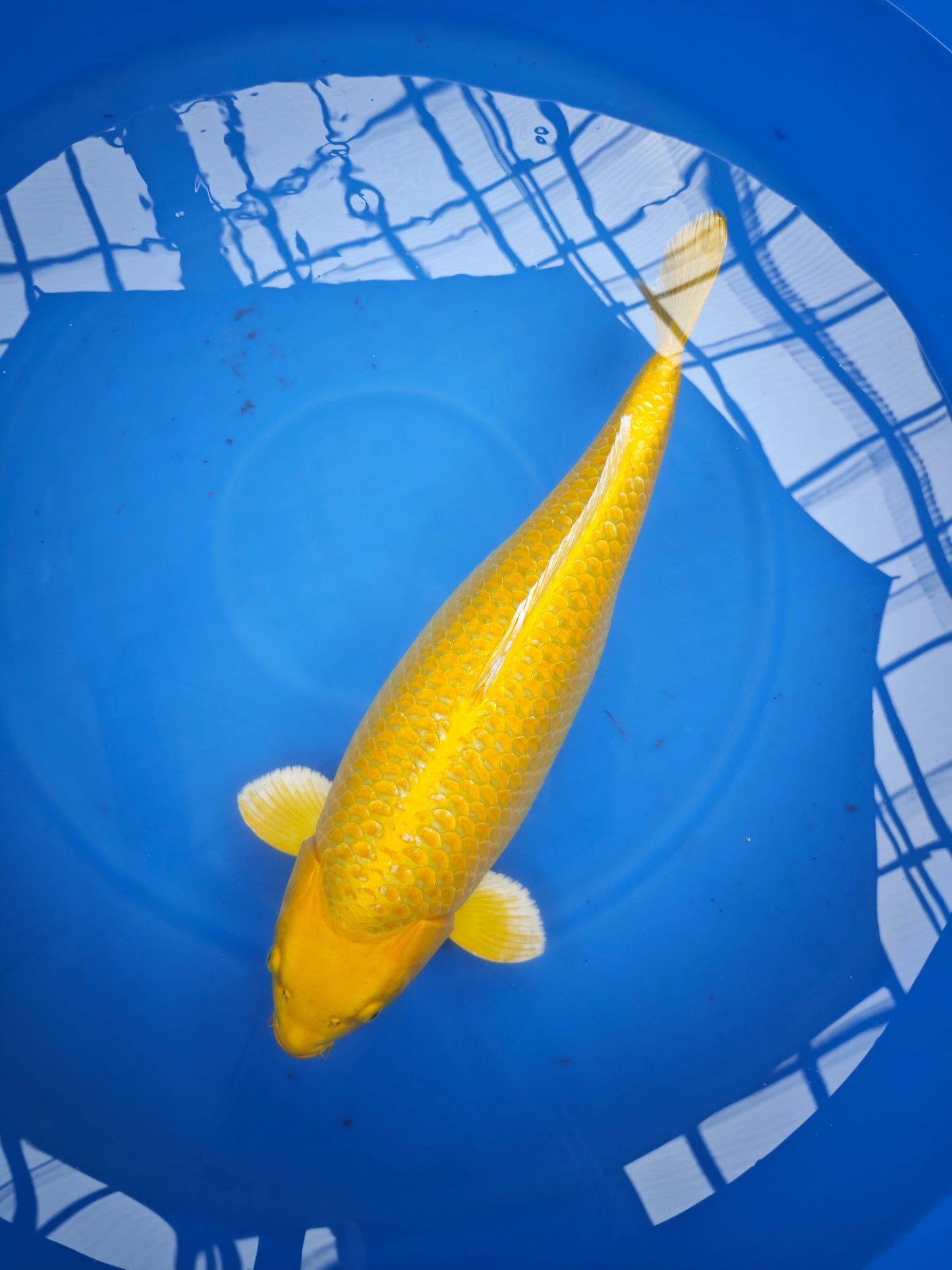 Koi fish for sale — 73 cm Sakazume Yamabuki Ogon at ChampKoi