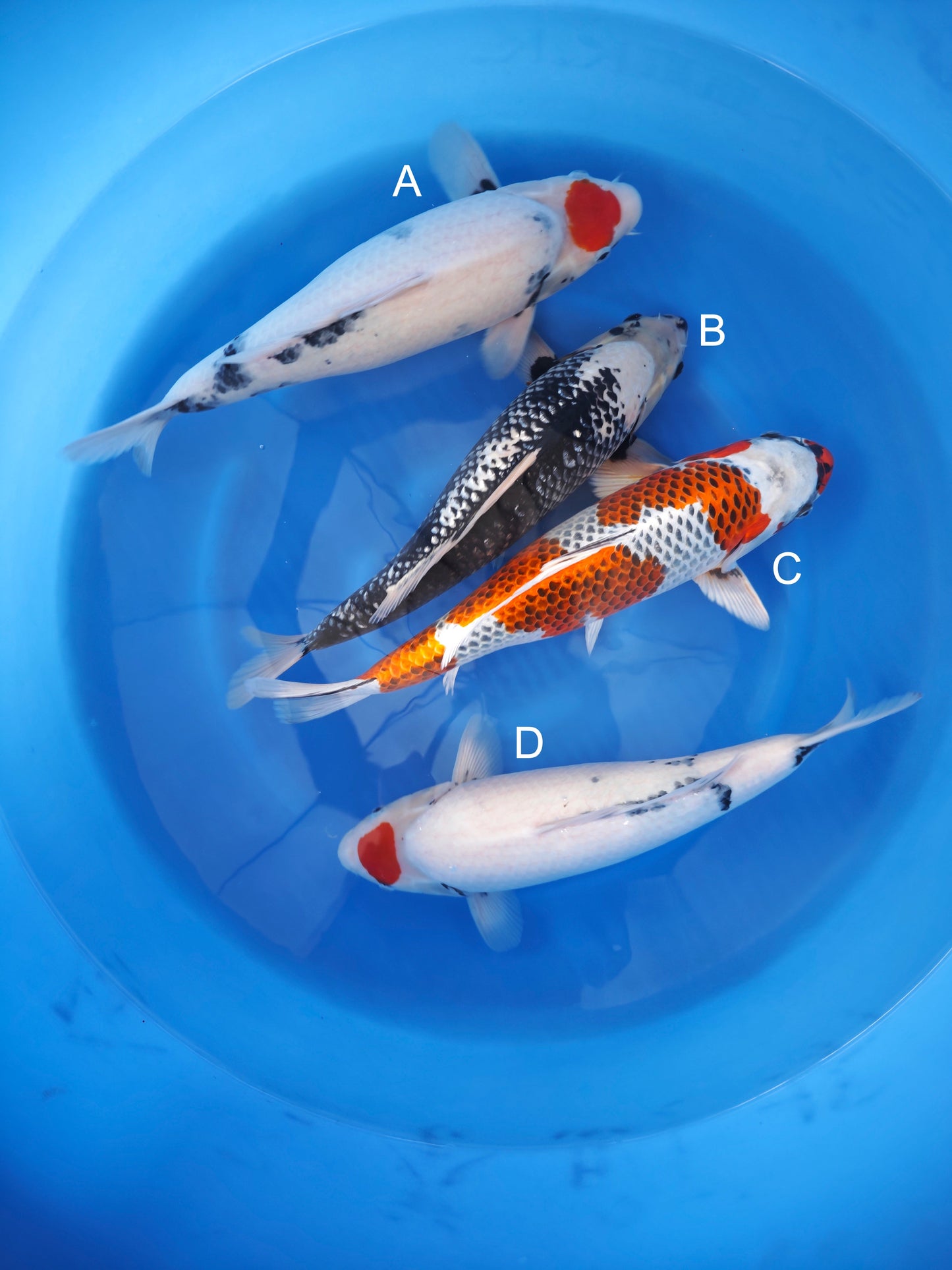 Koi fish for sale — 45-48 cm Kaneko Tancho Showa at ChampKoi