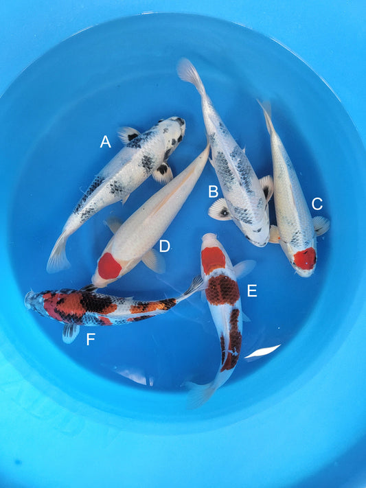 Koi fish for sale — 40-43 cm Kanno Gin Shiro Utsuri at ChampKoi