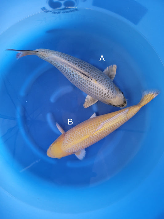 Koi fish for sale — 50-53 cm Kanno Mukashi Ogon at ChampKoi