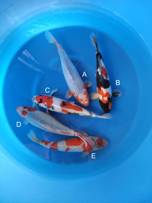 Koi fish for sale — 38-43 cm Kanno Ginrin Asagi at ChampKoi