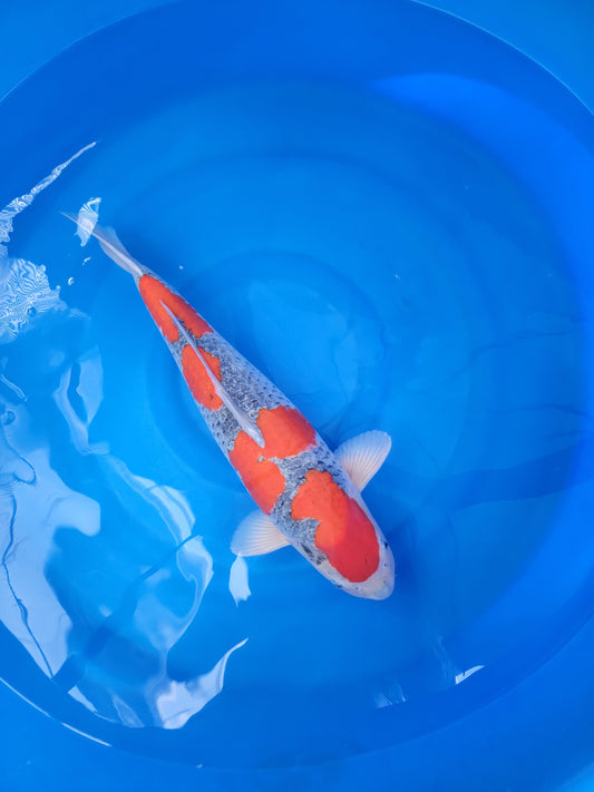 Koi fish for sale — 62 cm Kanno Goshike at ChampKoi