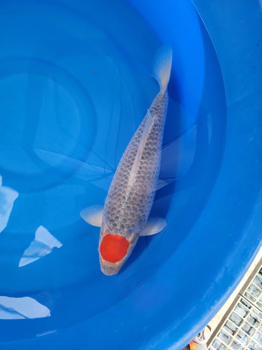 Koi fish for sale — 50 cm Kanno Tancho Goshike at ChampKoi