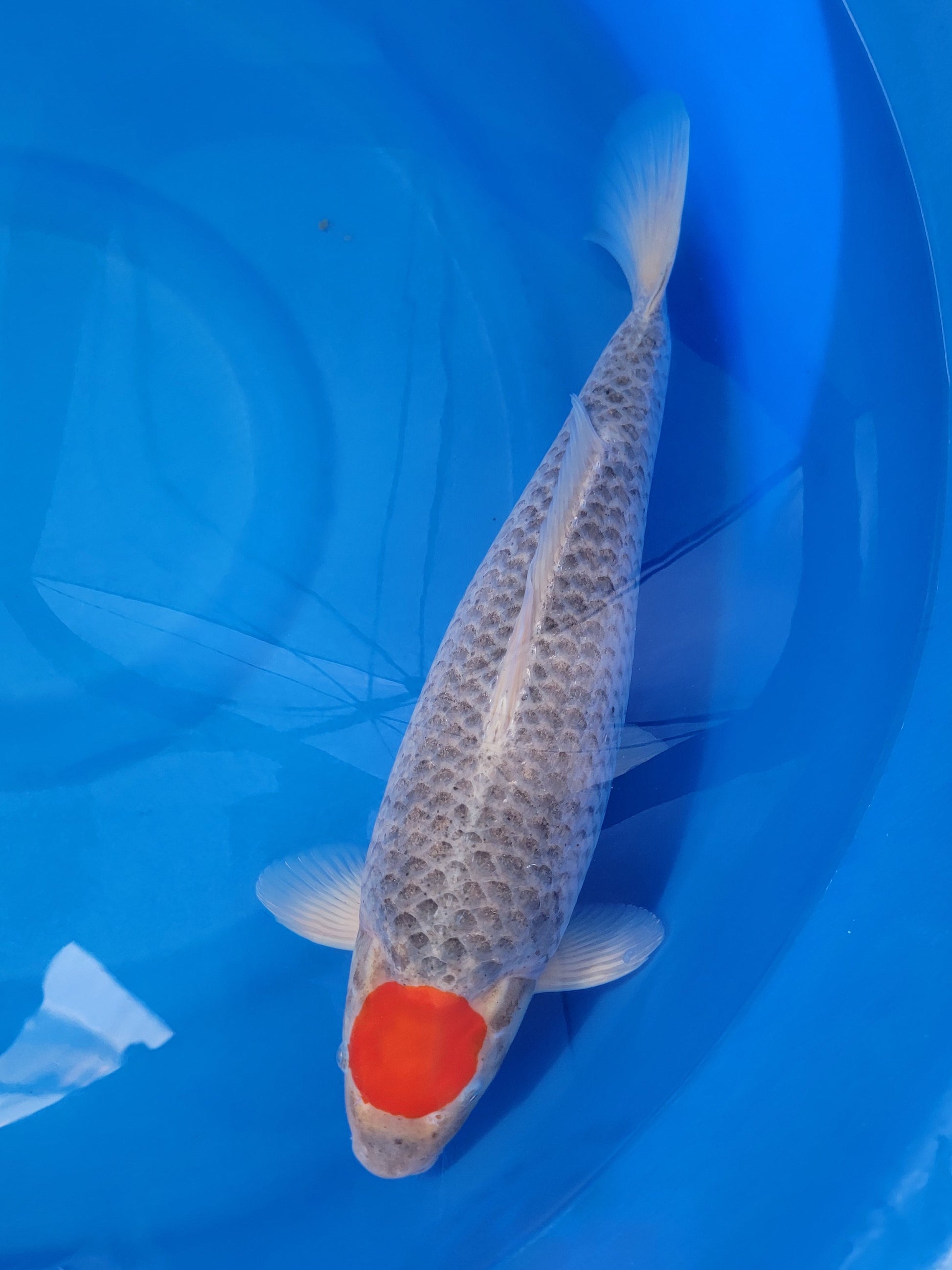 Koi fish for sale — 50 cm Kanno Tancho Goshike at ChampKoi