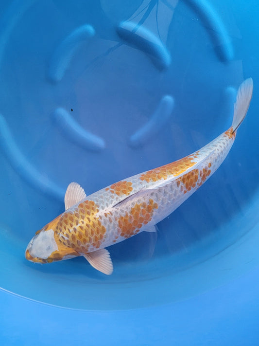 Koi fish for sale — 65 cm Marusei Kogane Ochiba at ChampKoi