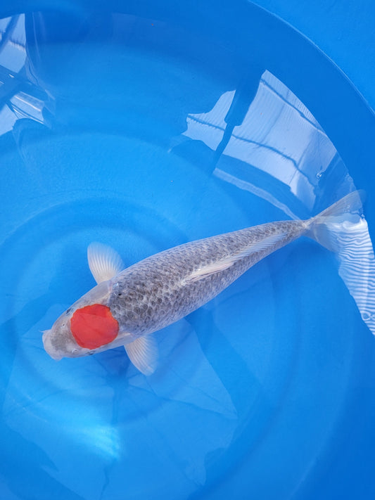 Koi fish for sale — 56 cm Kanno Tancho Goshiki at ChampKoi