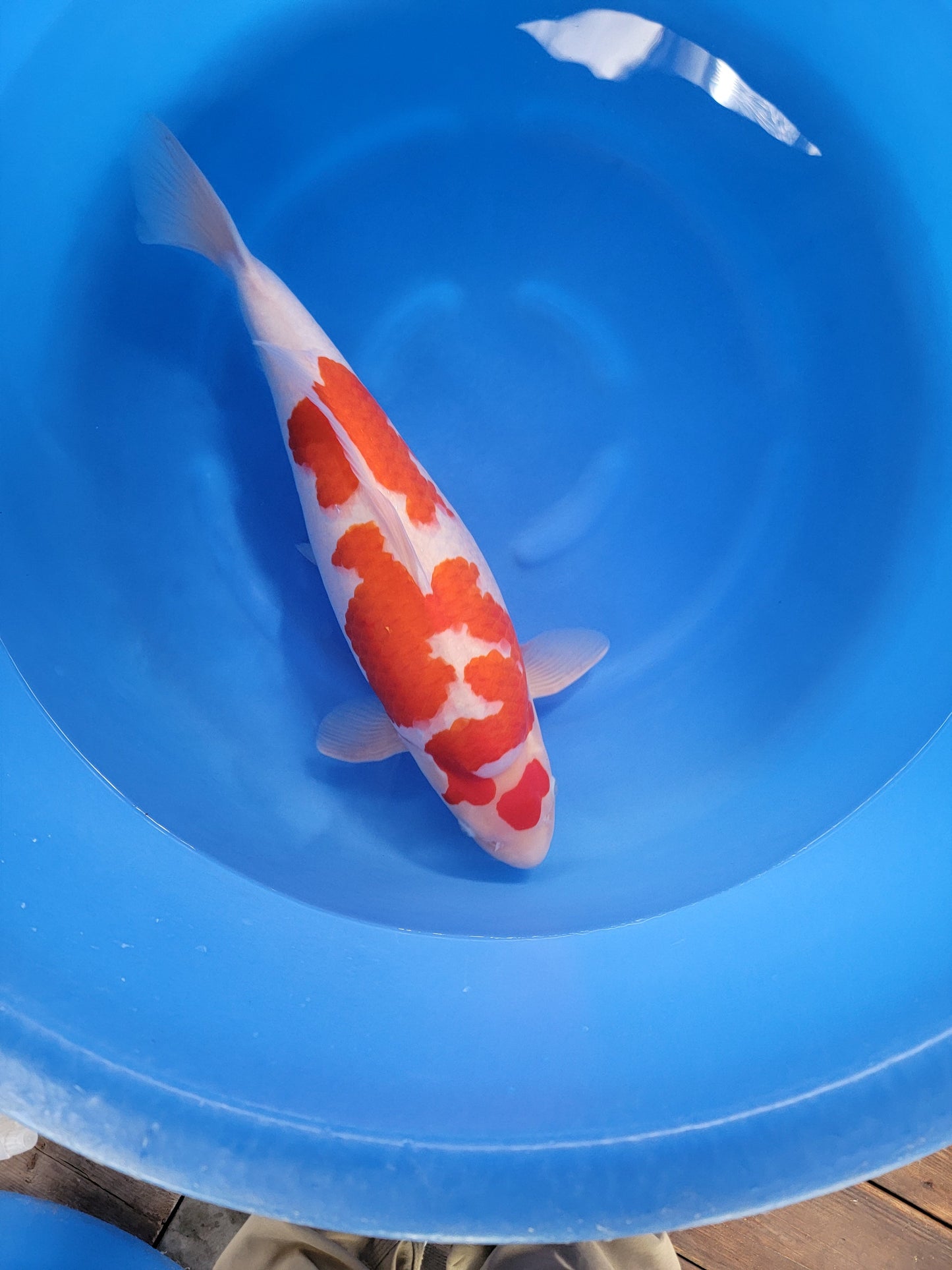 Koi fish for sale — 57 cm Torazo Kohaku at ChampKoi