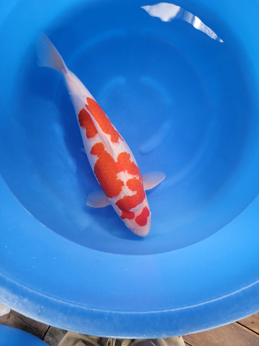 Koi fish for sale — 57 cm Torazo Kohaku at ChampKoi