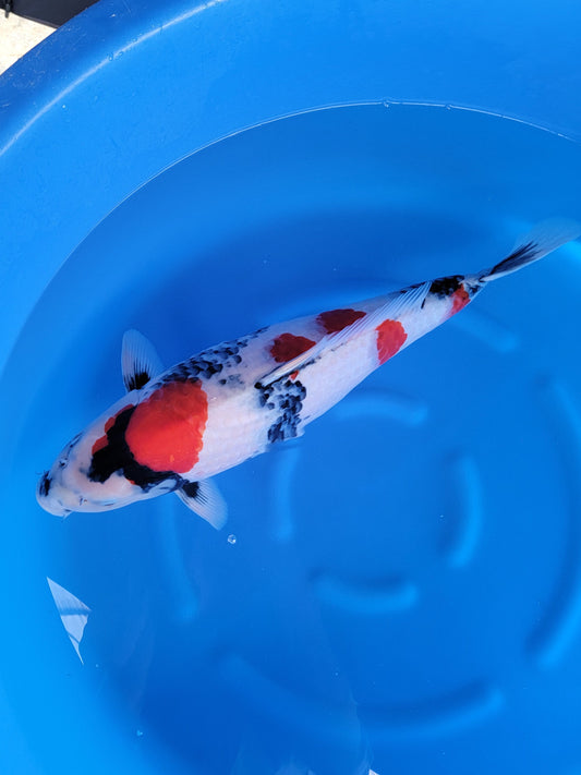 Koi fish for sale — 55 cm Isa Showa at ChampKoi