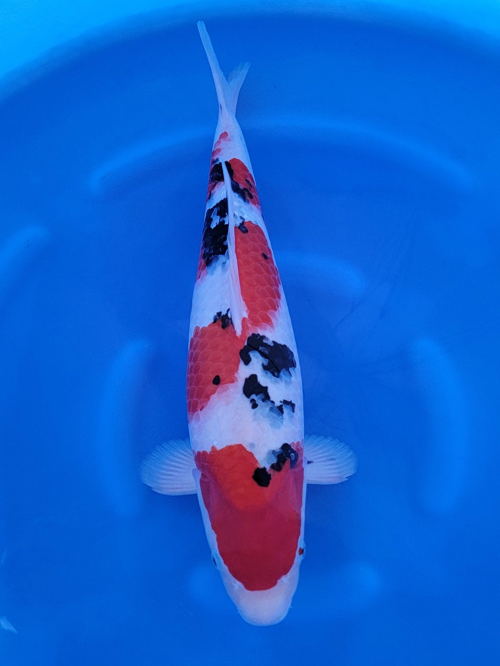 Koi fish for sale — 55 cm Marudo Sanke at ChampKoi