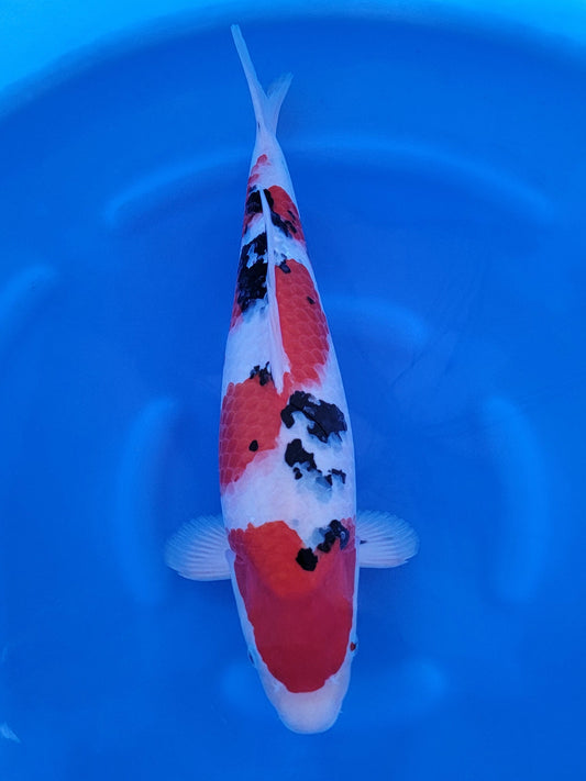 Koi fish for sale — 55 cm Marudo Sanke at ChampKoi