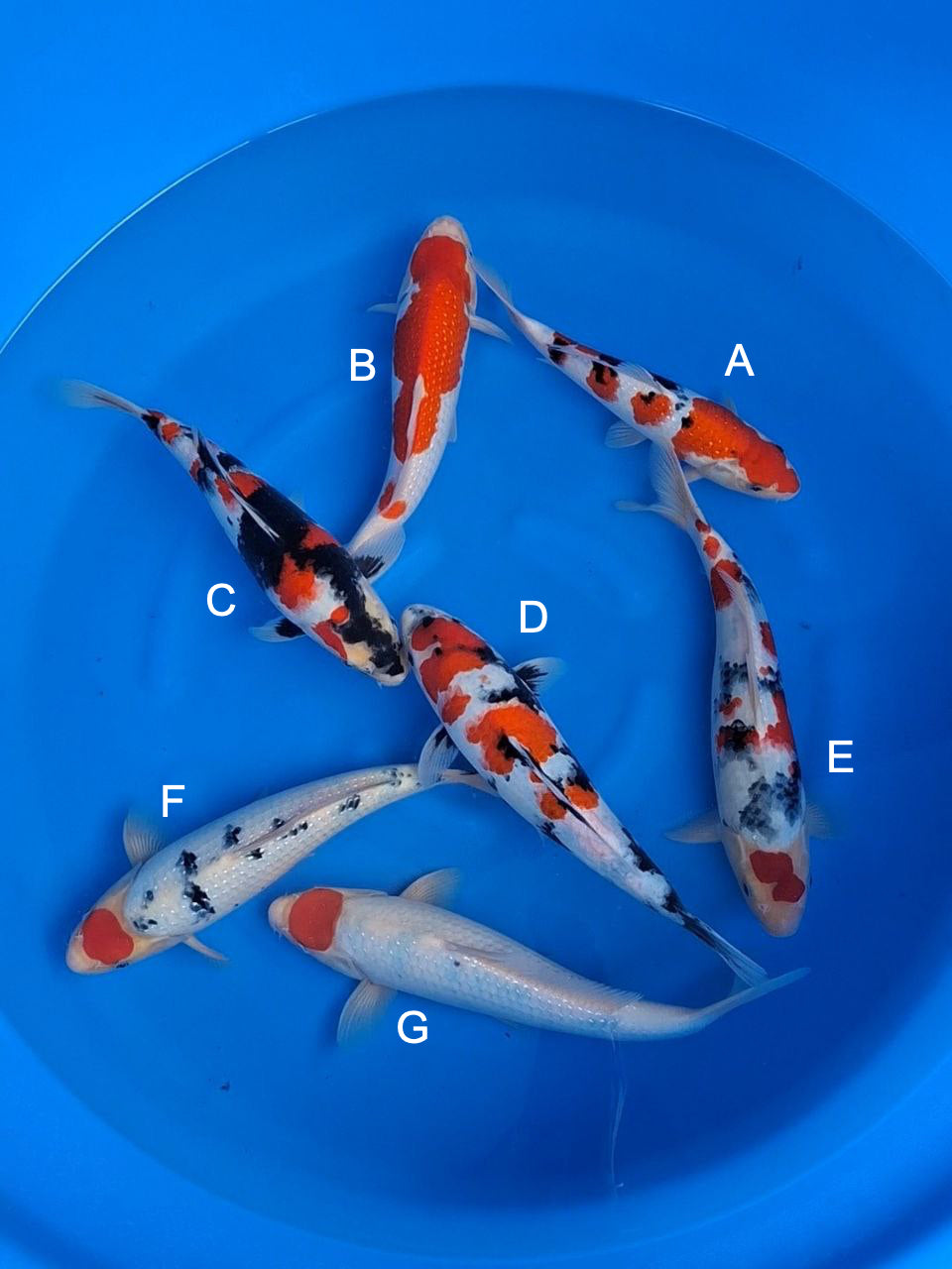 Koi fish for sale — 28-38 cm Sekiguchi Ginrin Pearl Sanke at ChampKoi