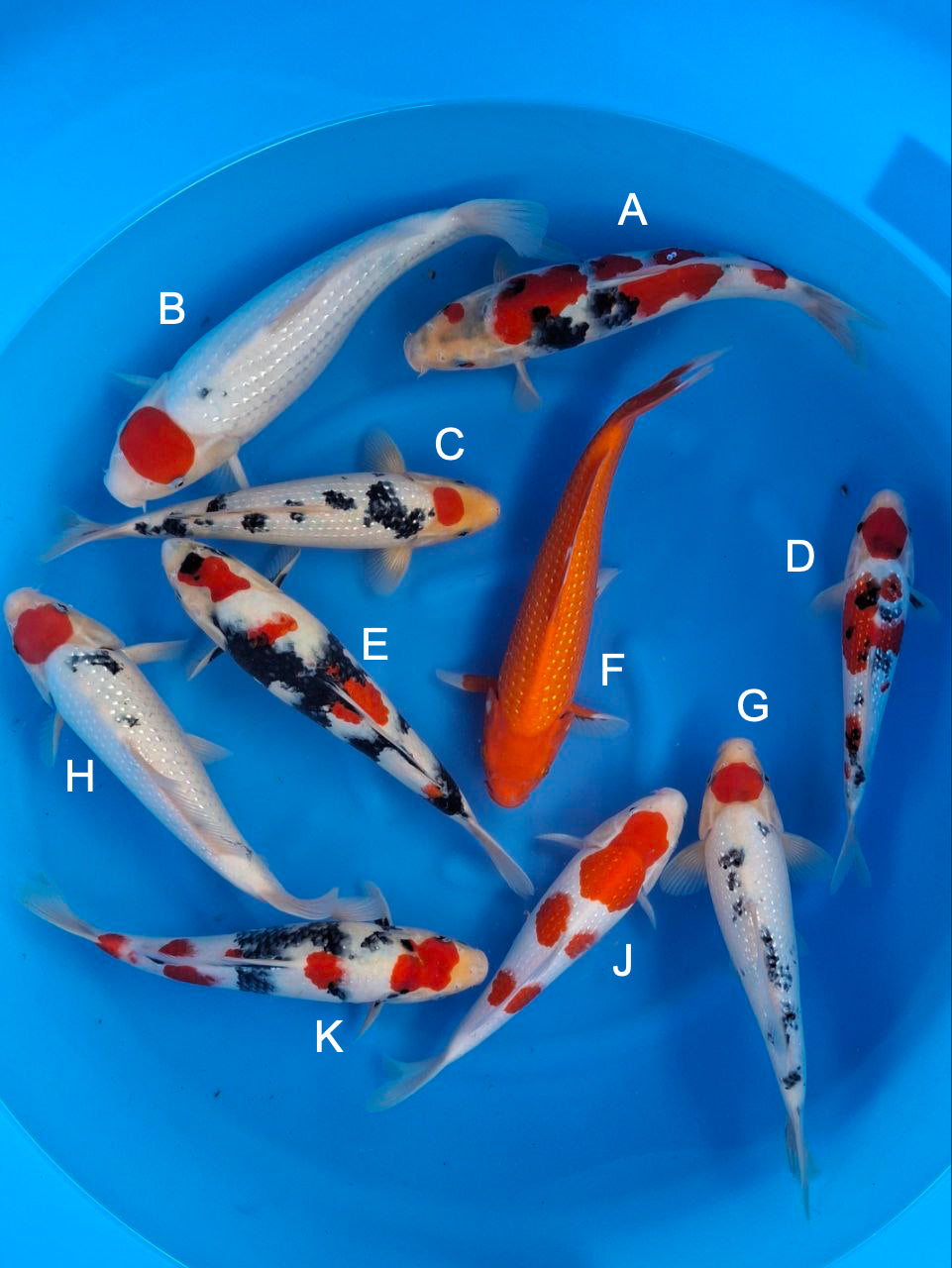 Koi fish for sale — 28-38 cm Sekiguchi Showa at ChampKoi