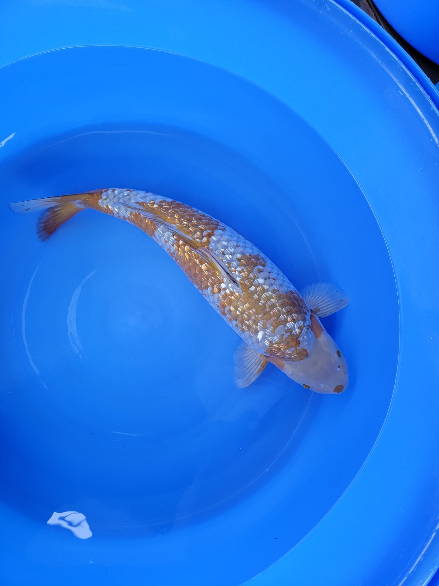 Koi fish for sale — 57 cm Hiroi Ginrin Ochiba at ChampKoi
