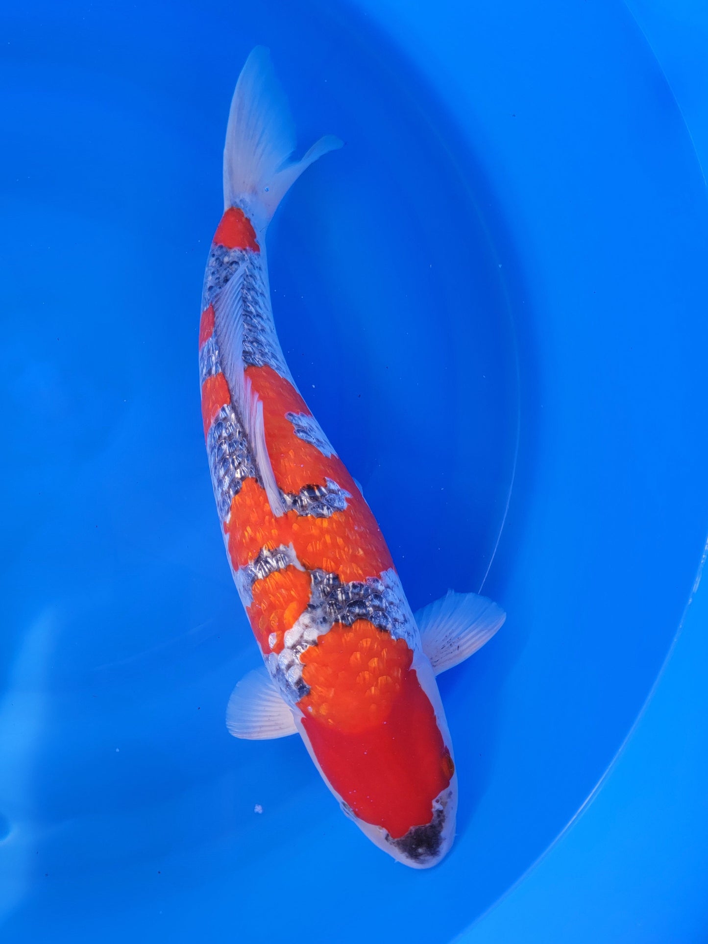 Koi fish for sale — 54 cm Hiroi Ginrin Goshike at ChampKoi