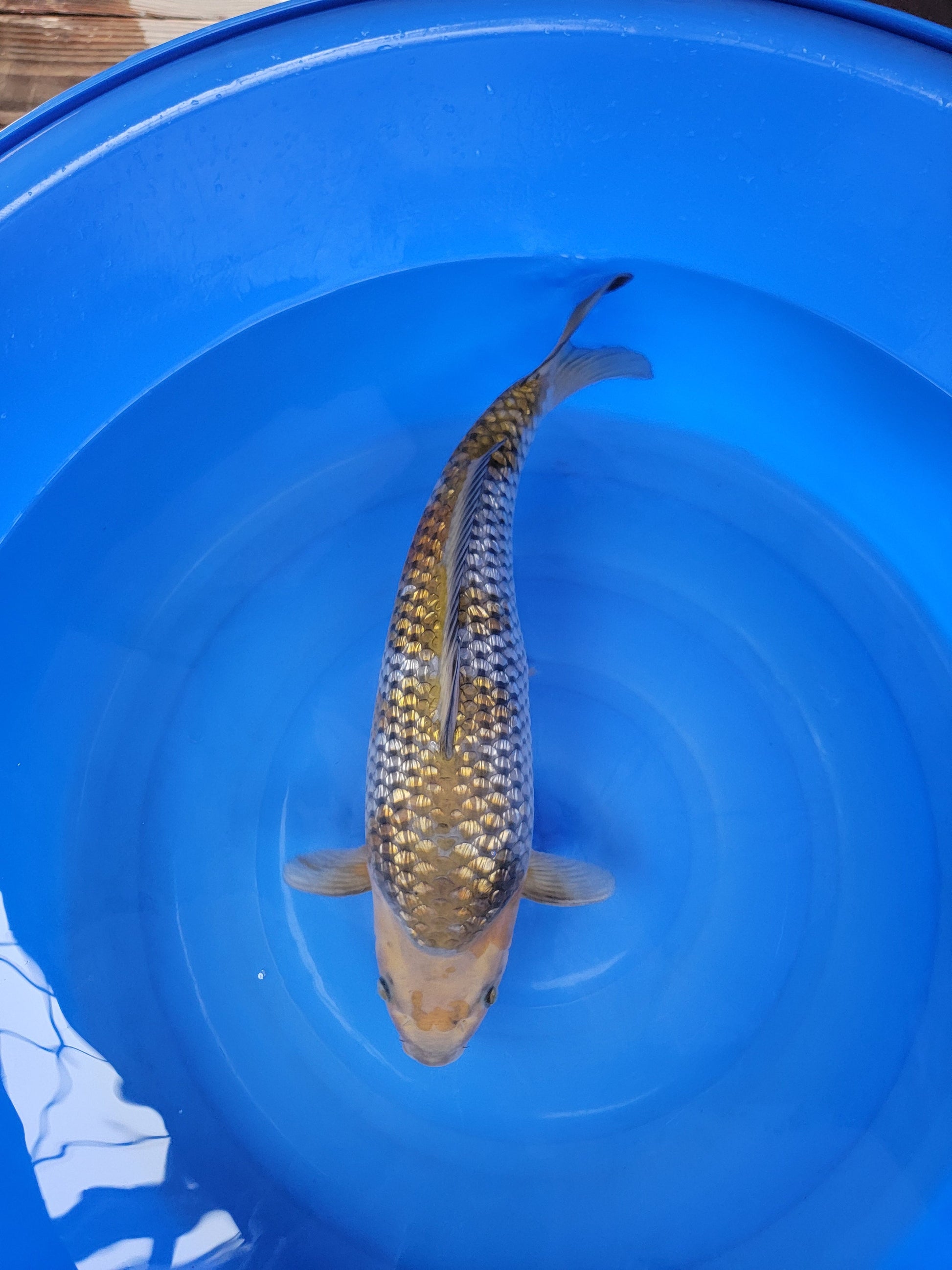 Koi fish for sale — 51 cm Hiroi Ginrin Ochiba at ChampKoi