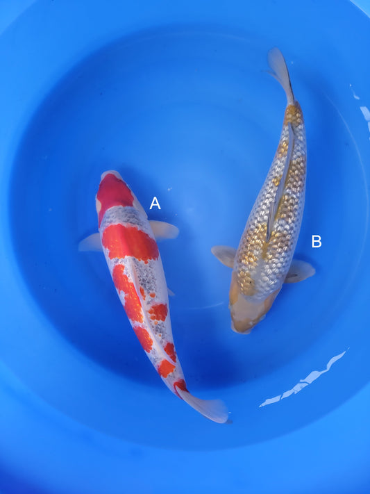 Koi fish for sale — undefined-undefined cm Hiroi Goshiki at ChampKoi
