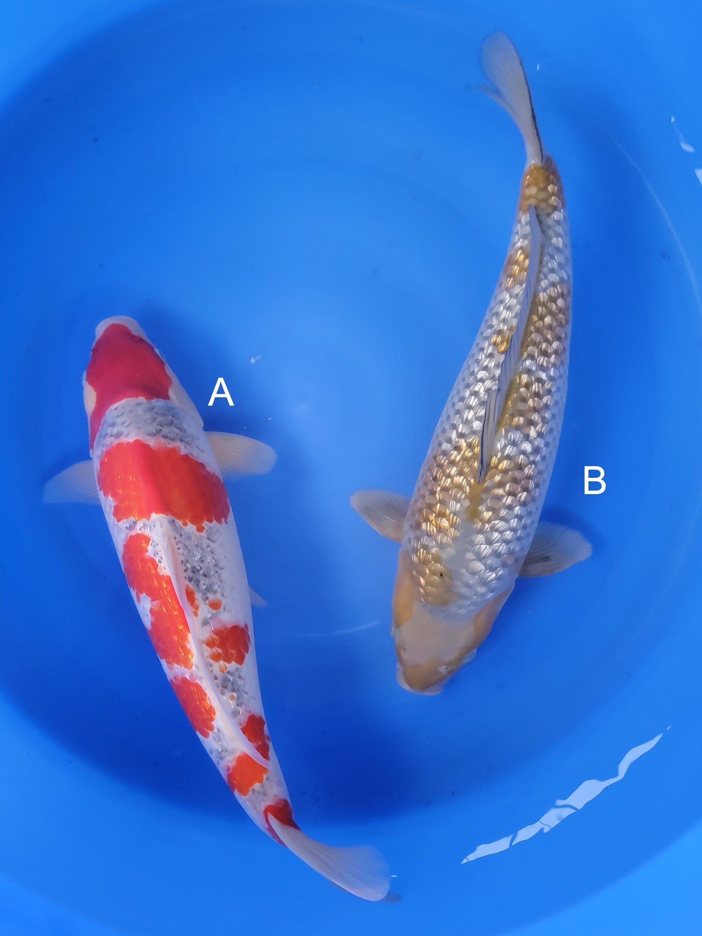 Koi fish for sale — undefined-undefined cm Hiroi Goshiki at ChampKoi