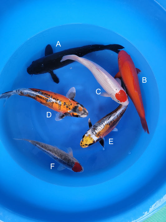 Koi fish for sale — 35-45 cm Otsuka Karasugoi at ChampKoi