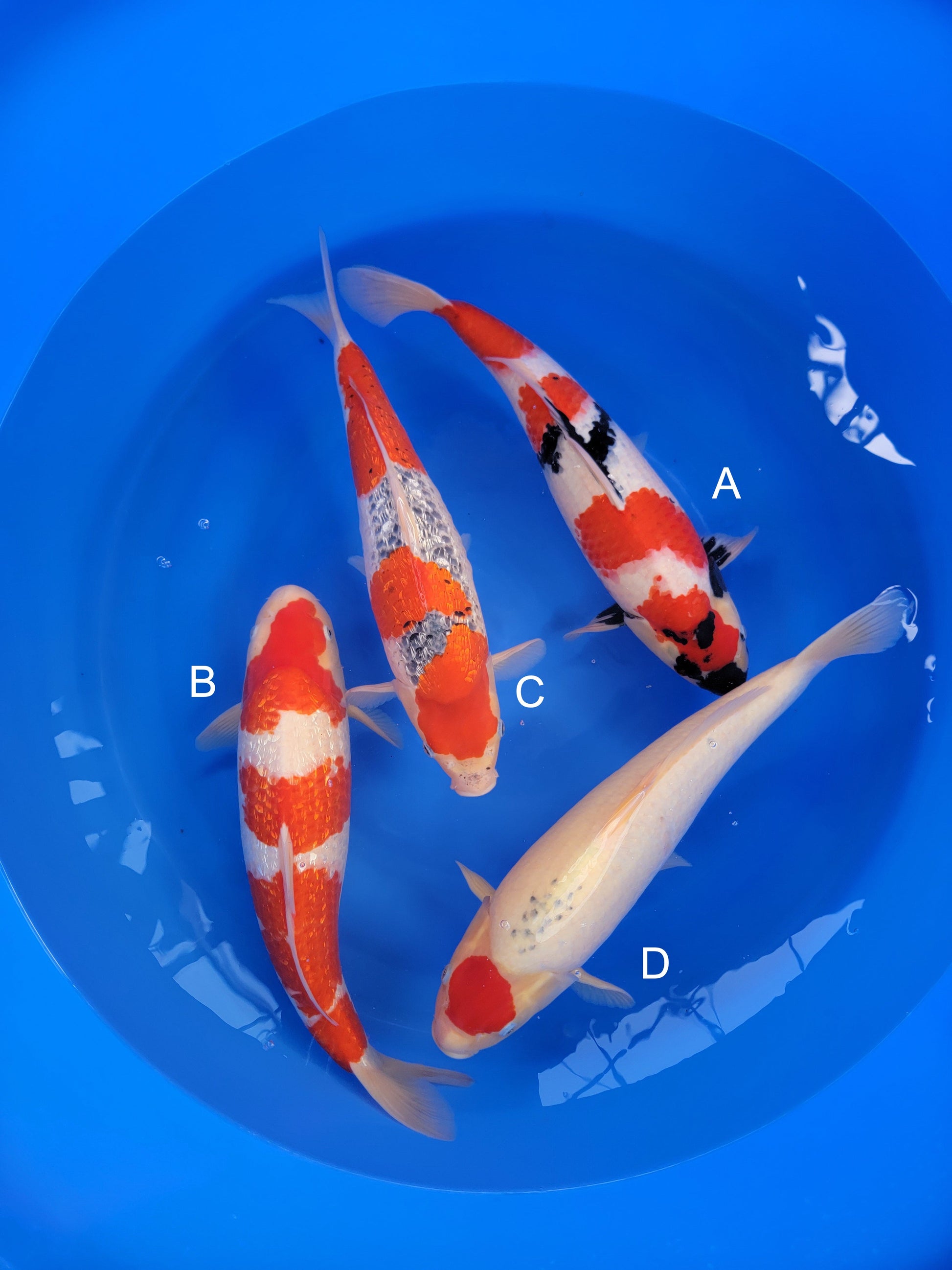 Koi fish for sale — 51-53 cm Hiroi Showa at ChampKoi