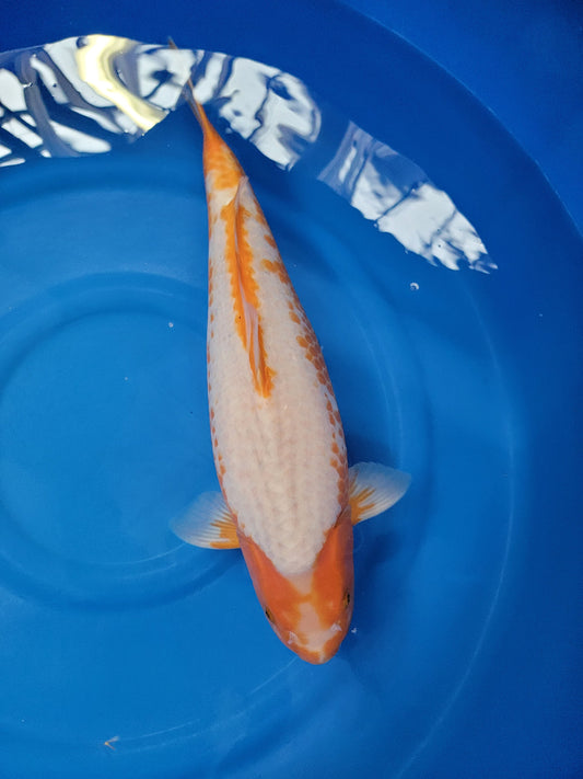 Koi fish for sale — 57 cm Takatetsu Kikokuryu Dragon Scale at ChampKoi