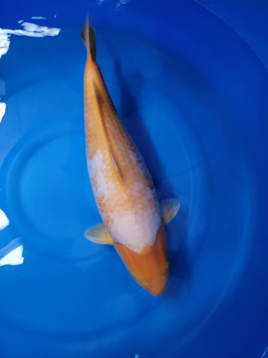 Koi fish for sale — 57 cm Takatetsu Kawarigoi at ChampKoi