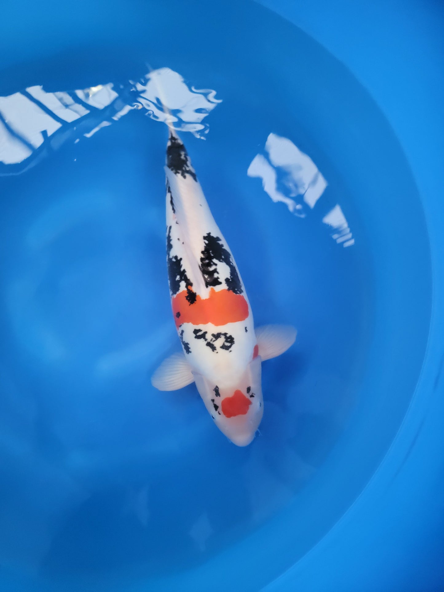 Koi fish for sale — 60 cm Marusaka Beni Kumonryu at ChampKoi