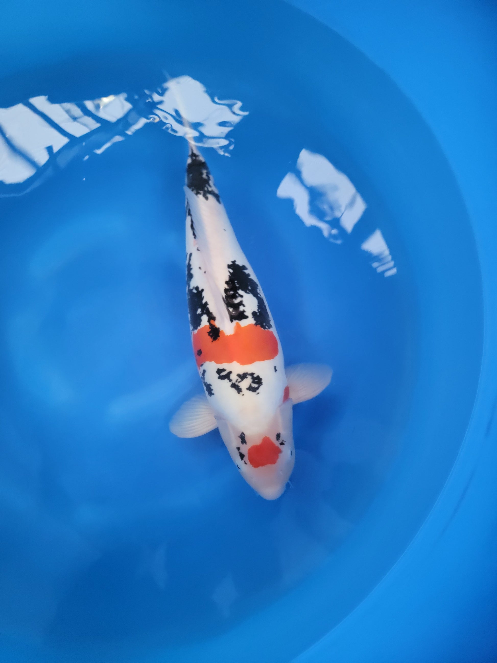 Koi fish for sale — 60 cm Marusaka Beni Kumonryu at ChampKoi