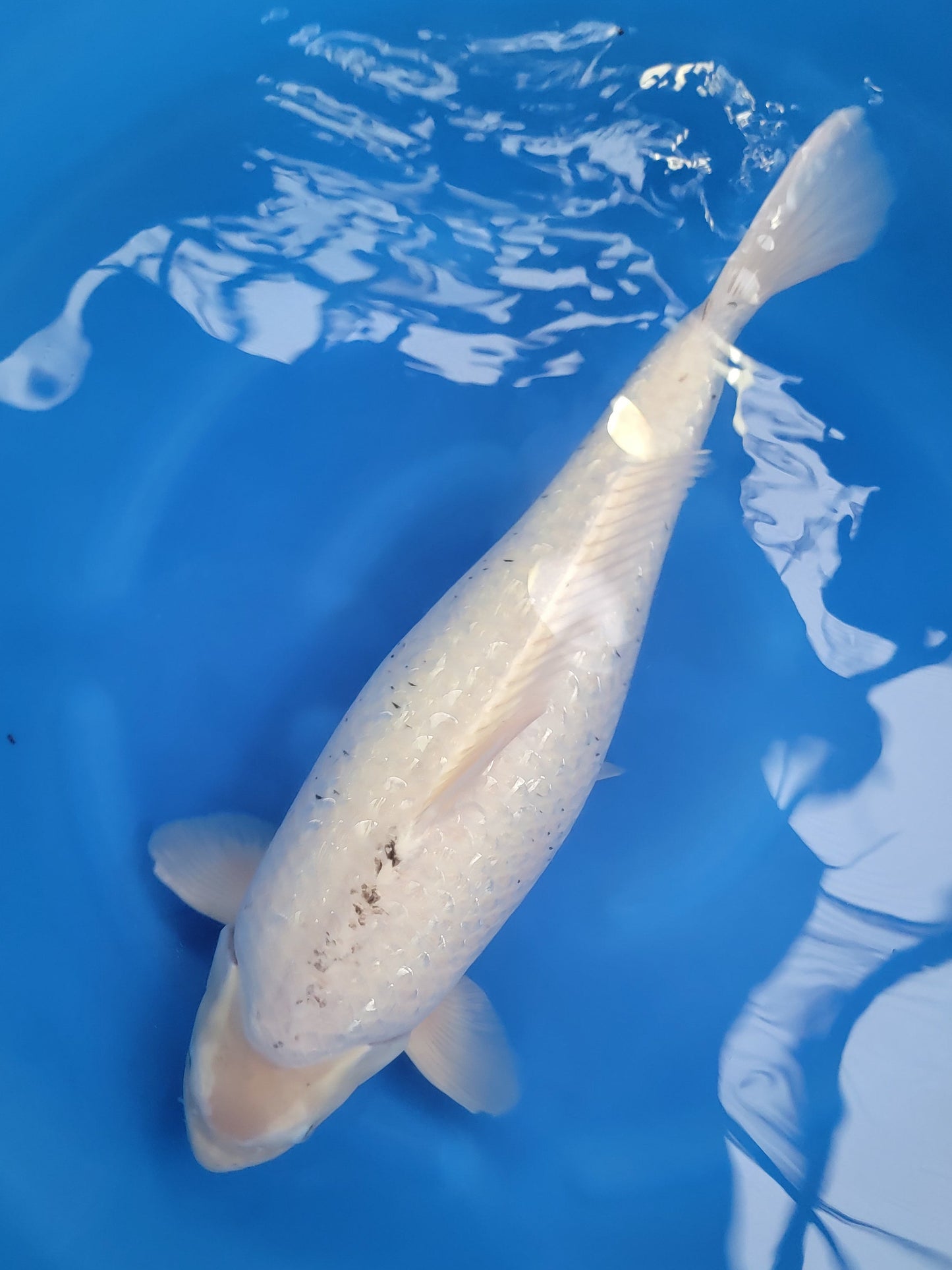 Koi fish for sale — 65 cm Marusaka Metallic Matsukawabuke at ChampKoi