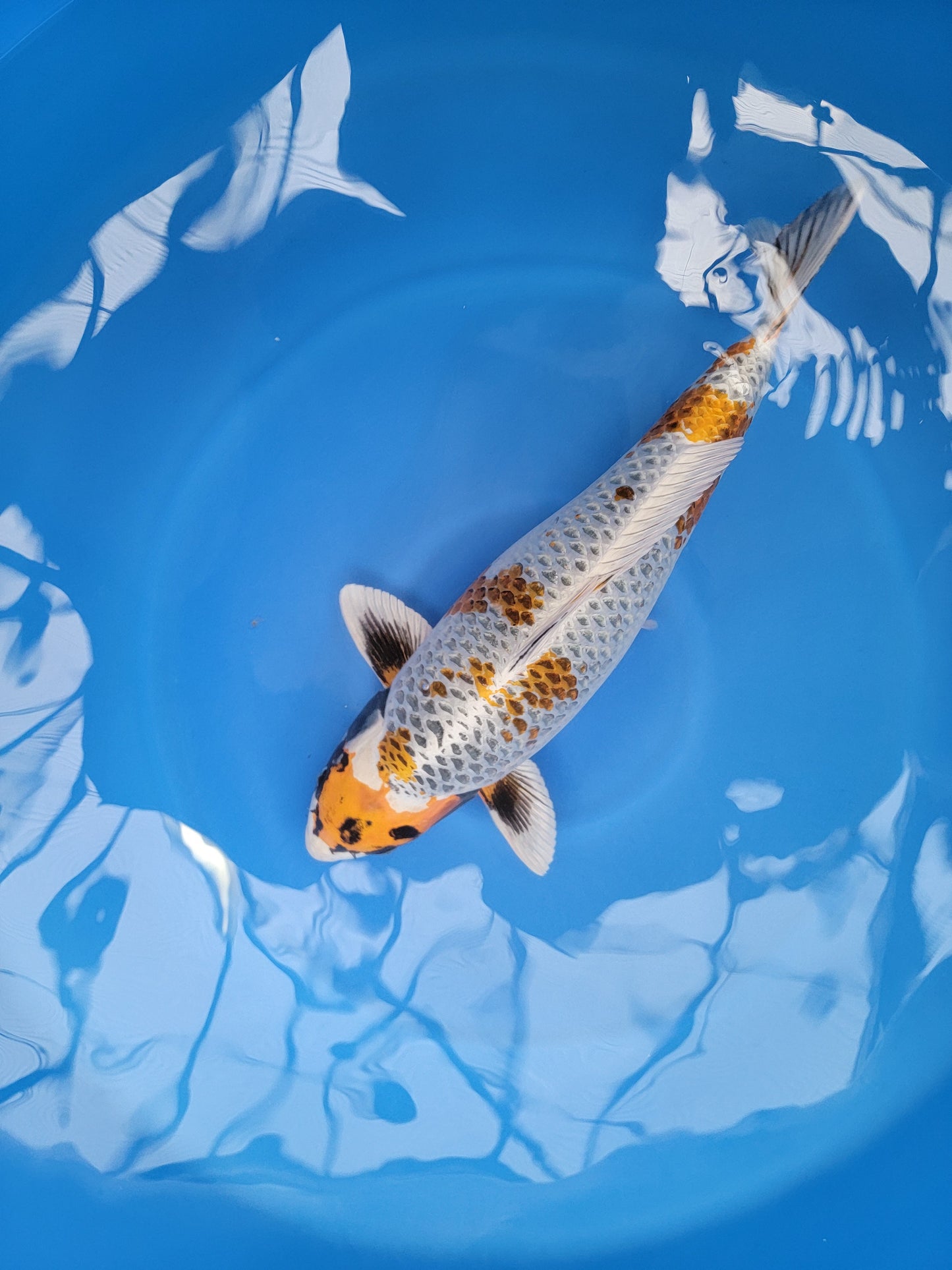 Koi fish for sale — 65 cm Marusaka Kogane Ochiba at ChampKoi